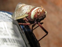 Copidocephala guttata