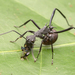 Polyrhachis abdominalis - Photo (c) budak, some rights reserved (CC BY-NC), uploaded by budak