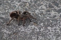 Dugesiella anitahoffmannae