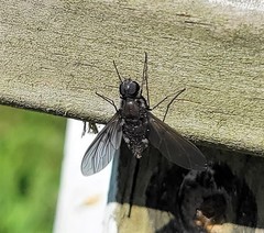 Anthrax aterrimus