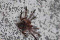 Dugesiella anitahoffmannae