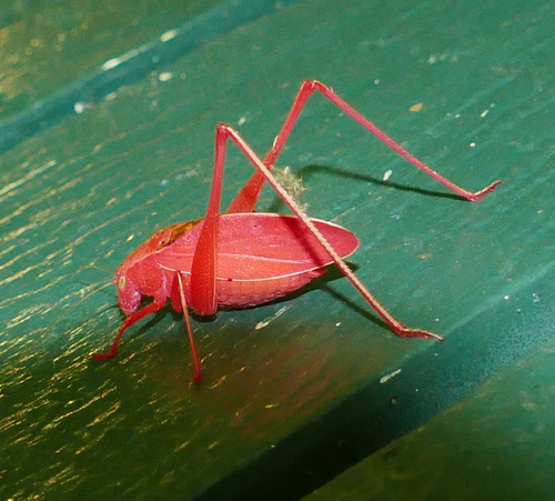 Oblong-winged Katydids photo 5