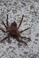 Dugesiella anitahoffmannae
