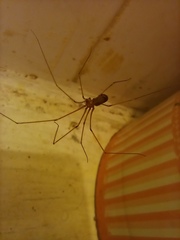 Pholcus phalangioides