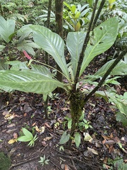 Anthurium acutifolium