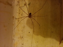 Pholcus phalangioides