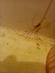Pholcus phalangioides