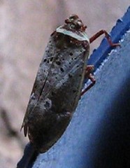 Copidocephala guttata
