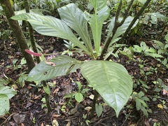 Anthurium acutifolium