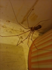 Pholcus phalangioides