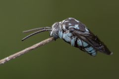 Thyreus himalayensis