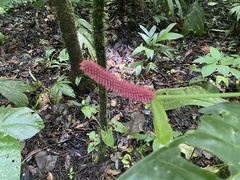 Anthurium acutifolium