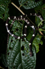 Blanford's Bridal Snake photo 2