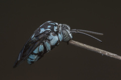 Thyreus himalayensis