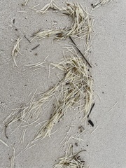 Syringodium filiforme