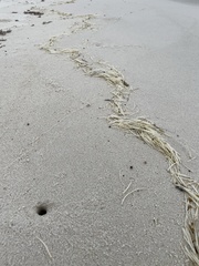 Syringodium filiforme