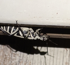 Epicauta atrivittata