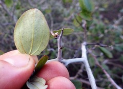 Ceanothus incanus