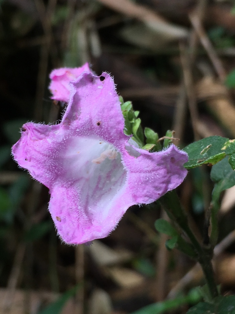 Acanthopale