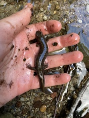 Desmognathus kanawha