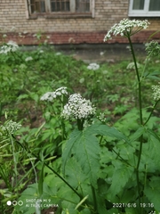 Aegopodium podagraria