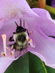 Bombus impatiens