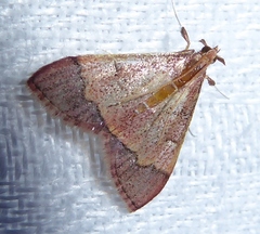 Odontiinae