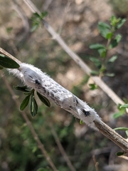Apotolype brevicrista