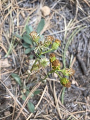 Packera streptanthifolia