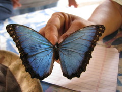 Morpho helenor narcissus