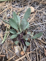 Packera streptanthifolia