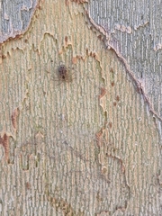 Oecobius navus