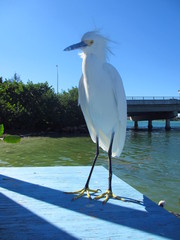 Egretta thula image