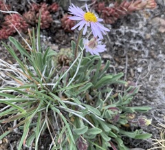Erigeron vetensis