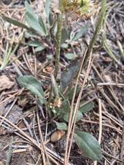 Packera streptanthifolia