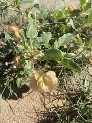 Tripterocalyx micranthus