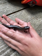 Desmognathus kanawha