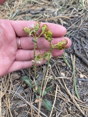 Packera streptanthifolia
