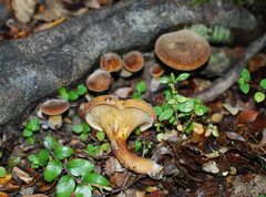 Austropaxillus squarrosus