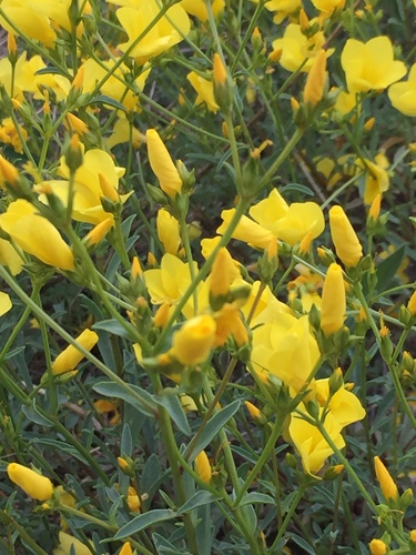 Linum ucranicum (Linum ucranicum)