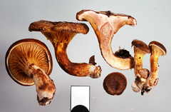 Austropaxillus squarrosus