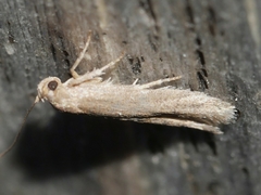 Elachistidae
