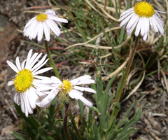 Erigeron vetensis