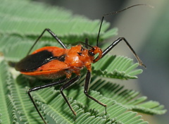 Gminatus australis
