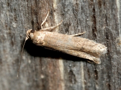 Elachistidae