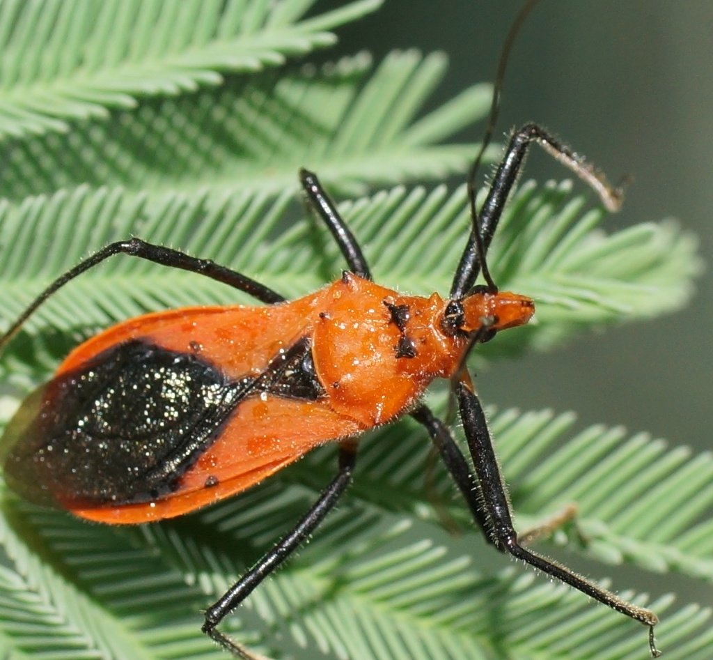 Orange Assassin Bug