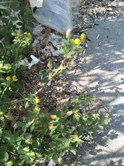 Medicago lupulina
