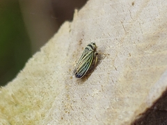 Amblysellus curtisii