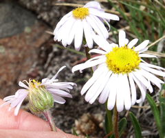 Erigeron vetensis