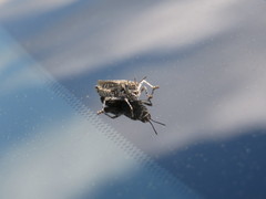 Psoloessa delicatula